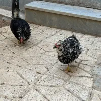 مرغ و خروس گلین