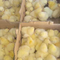 جوجه گوشتی راس 308 آماده ارسال