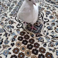 کفترتهرانی|پرنده|الوند, |دیوار