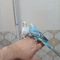 مرغ عشق|پرنده|بروجرد, |دیوار