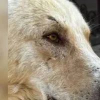 سگ بومی و و عقیم