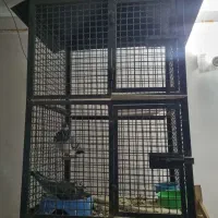 سوسکی سبز