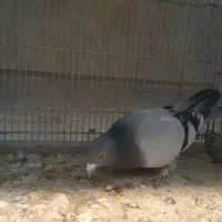 کفتر شهرستانی پلاکی مسافتی|پرنده|فردیس, شهرک شهید حسینی|دیوار