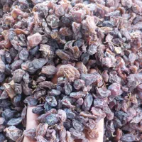 خرید و فروش کشمش افتاب خشک|عمده‌فروشی|رشت, باهنر|دیوار