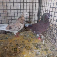 کبوتر ب شرط همه چی دونه یک