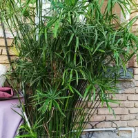 گل مرداب