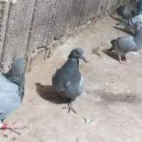 سلام وعرض ادب ۴عدد جوجه پلاکی مسافتی دونه ای ۵۰۰|پرنده|یاسوج, |دیوار