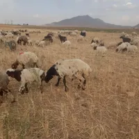 چوپان