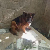 سگ ژرمن شپرد ماده آموزش دیده