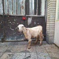 بز ماده جوان