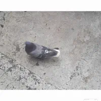 کفتر سبز دم سفید