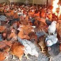 همکار در حوزه مرغداری پرورش جوجه مرغ