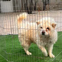 سگ چاوچاو|سگ|زرندیه, |دیوار