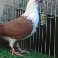 کبوتر خوشگل