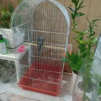 عروس هلندی همراه با قفس