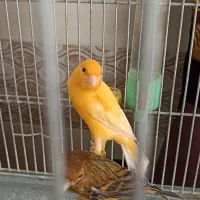 قناری پرتقالی  لاکی