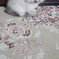 گربه اصیل و زیبا