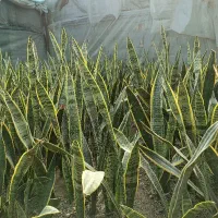 سانسوریا|گل و گیاه طبیعی|گنبد کاووس, |دیوار