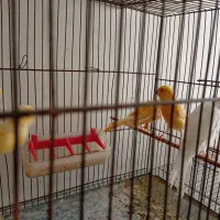 فروش قناری|پرنده|بهبهان, |دیوار