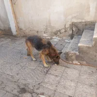 حیوان خانگی