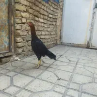 مرغ لاری|حیوانات مزرعه|قرچک, داوود آباد|دیوار