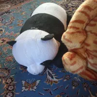 عروسک|اسباببازی بچه|بانه, |دیوار