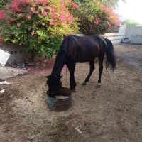 فروش اسب|اسب و تجهیزات اسب‌سواری|شوشتر, |دیوار