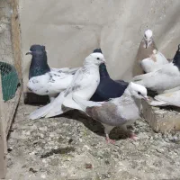 کبوتر رنگه پرشی نر|پرنده|مشهد, شهید قربانی|دیوار