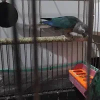 گرینچیک تراکوییس|پرنده|آبادان, |دیوار