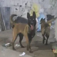 سگ مالینویز