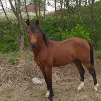 اسب جنگی 9ساله و مادیان 5سال فروشی