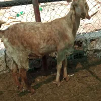 کلر دوقلو زا