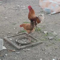 مرغ. جوجه. خروس|حیوانات مزرعه|لامرد, |دیوار