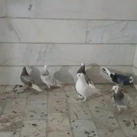 کبوتر پرشی و زینتی|پرنده|تهران, شهرک رضویه|دیوار