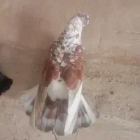 کبوتر گم شده