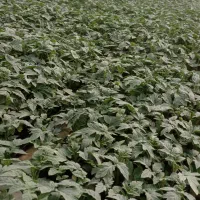 نشا 4129دستی|خدمات باغبانی و درختکاری|خورموج, |دیوار