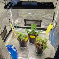 پروژکتور رشد گیاه