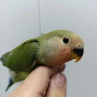 طوطی برزیلی سرلاکی و نرمخور کوتوله