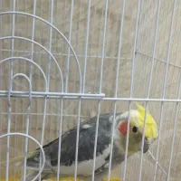 عروس هلندی سخنگو