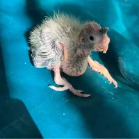 عروس هلندی سرلاکی