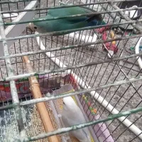 یه جفت طوطی برزیلی با جوجه