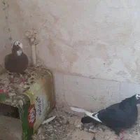 فروش یا معاوضه با مرغ یا خروس|پرنده|کرمان, |دیوار