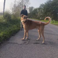 واگذاری سگ سرابی قد90|سگ|رشت, حومه رشت|دیوار