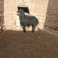 قوچ هترو قره قزل آس|حیوانات مزرعه|باغ حلی, |دیوار