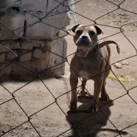 سگ پیتبول نر آمریکایی خالص .