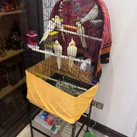 عروس هلندی با جوجه هاش