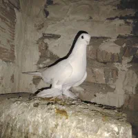 لوطی و تهرانی