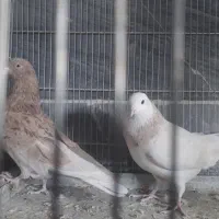 خ کبوتر پرشی|پرنده|بومهن, |دیوار