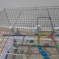 2عدد مرغ عشق نر و1عدد ماده به فروش میرسد|پرنده|سراب, |دیوار