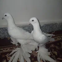 کبوتر پارپارلی